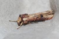 Axylia putris