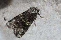 Craniophora ligustri