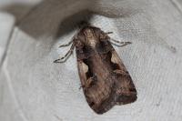 Xestia c-nigrum