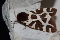 Arctia caja