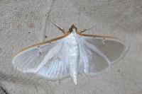 Palpita vitrealis