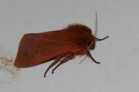 Phragmatobia fuliginosa