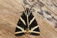 Euplagia quadripunctaria