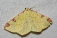 Opisthograptis luteolata