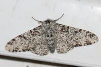 Biston betularia