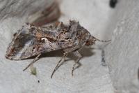 Autographa gamma