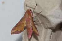 Deilephila porcellus