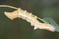 Thyatira batis