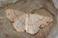 Cyclophora punctaria
