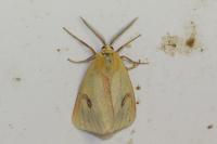 Diacrisia sannio