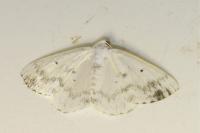 Lomographa temerata