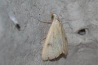 Rivula sericealis