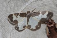 Lomaspilis marginata