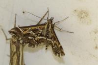 Diasemia reticularis