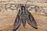 Hyloicus pinastri/maurorum