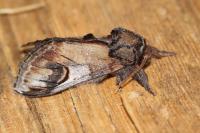 Notodonta ziczac