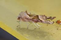 Phlogophora meticulosa