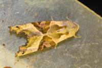Phlogophora meticulosa