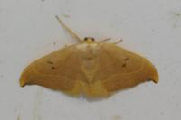 Watsonalla binaria