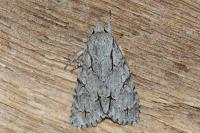 Acronicta psi/tridens