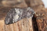 Drymonia querna