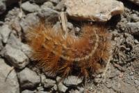 Ocnogyna parasita