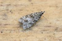 Scoparia