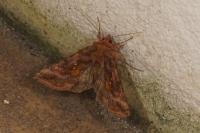 Autographa jota