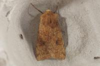 Xestia ochreago