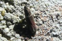 Cryptoblabes bistriga