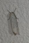 Coscinia cribraria cribraria