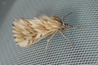 Cynaeda dentalis