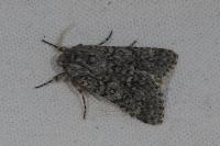 Acronicta euphorbiae