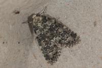 Bryophila domestica