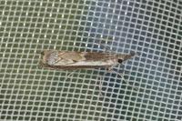 Platytes alpinella