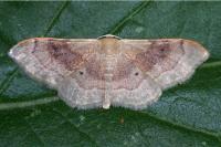Idaea degeneraria