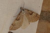 Aplocera praeformata
