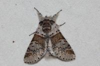 Furcula furcula