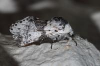 Furcula bicuspis