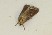Lacanobia oleracea