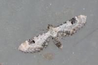 Eupithecia centaureata