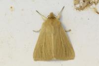 Mythimna pallens