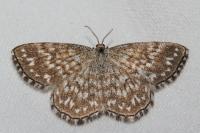 Scopula tessellaria
