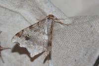 Macaria notata