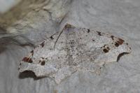 Macaria alternata