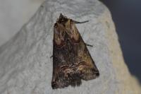 Abrostola triplasia