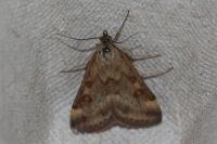 Pyrausta despicata