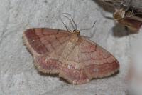 Scopula rubiginata