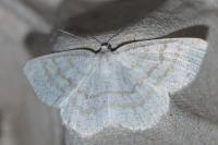 Cabera exanthemata