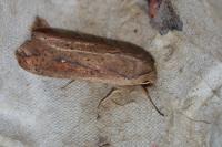 Mythimna unipuncta